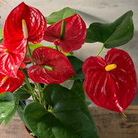 Deep Red Anthurium Flower seeds for Planting Vibrant Colors Heirloom & GMO Free Seeds for Home Garden