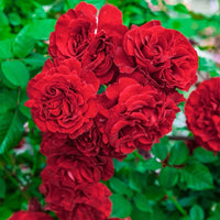Fragrant Red Rose Flower seeds for Planting - Vibrant Colors, Heirloom & GMO Free Seeds for Home Garden