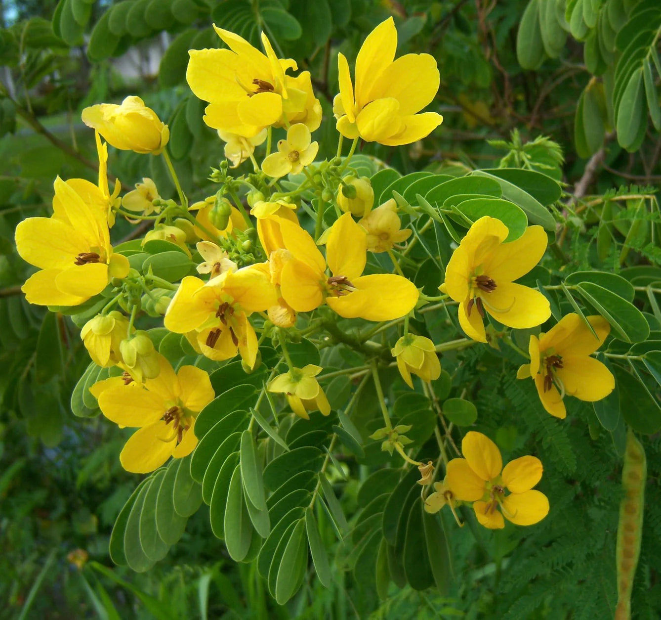 Yellow Cassia Flower seeds for Planting - Garden Favorite, Heirloom & GMO Free Seeds for Home Garden