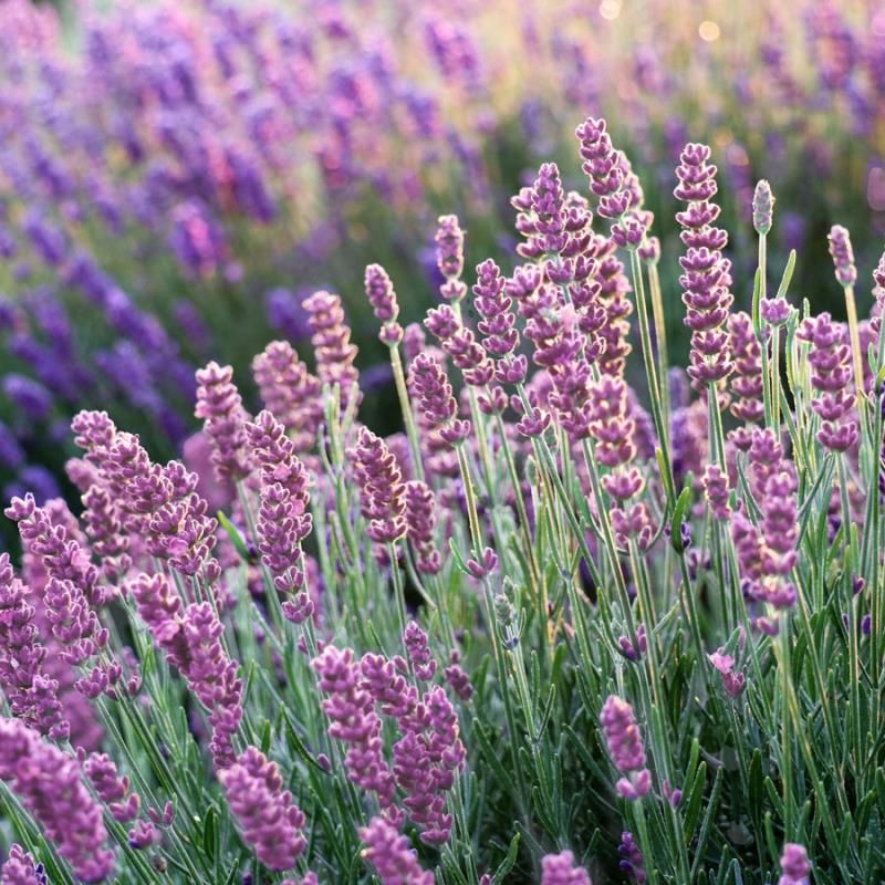 Pink Lavender Flower seeds for Planting Pollinator Friendly Heirloom & GMO Free Seeds for Home Garden
 
 Sale