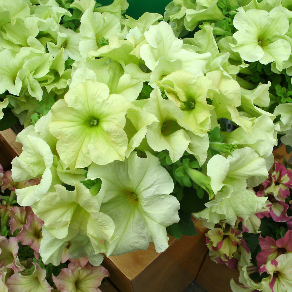 Green Petunia Flower seeds for Planting Premium Quality Heirloom & GMO Free Seeds for Home Garden