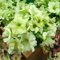 Green Petunia Flower seeds for Planting Premium Quality Heirloom & GMO Free Seeds for Home Garden