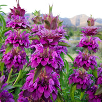 Violet Lemon Bee Flower seeds for Planting Cut Flower Favorite Heirloom & GMO Free Seeds for Home Garden 
 
 Sale