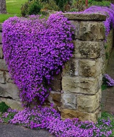Rock Cress Flower Seeds for PlantingSnow Peak Wildflower Mix Heirloom & GMO Free Seeds for Home Garden
 
 Sale
