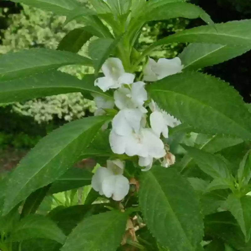 Balsamine Flower seeds for Planting - Drought Tolerant, Heirloom & GMO Free Seeds for Home Garden
Sale seeds for planting in home garden