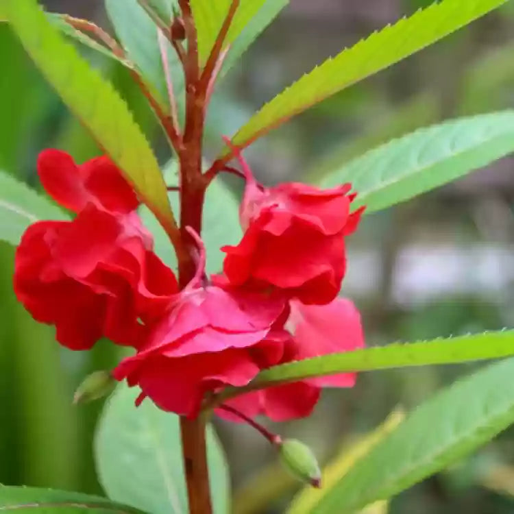 Balsamine Flower seeds for Planting - Sun Loving, Heirloom & GMO Free Seeds for Home Garden
 
 Sale seeds for planting in home garden