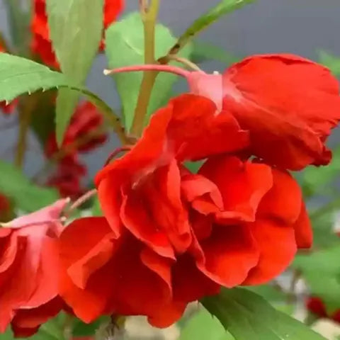 Red Sementes Flower seeds for Planting - Easy to Grow, Heirloom & GMO Free Seeds for Home Garden