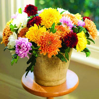 Heirloom Chrysanthemum Flower seeds for Planting Long Bloom Season Heirloom & GMO Free Seeds for Home Garden
