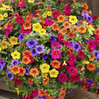 Tacoli Bonsai Petunia Flower seeds for Planting Seasonal Bloomer Heirloom & GMO Free Seeds for Home Garden
