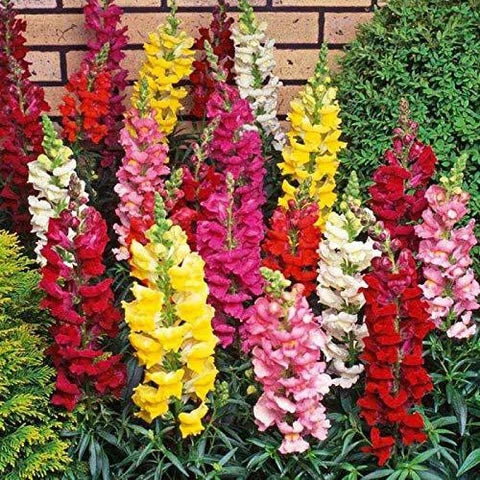 Antirrhinum Majus Flower seeds for Planting Drought Tolerant Heirloom & GMO Free Seeds for Home Garden