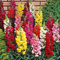 Antirrhinum Majus Flower seeds for Planting Drought Tolerant Heirloom & GMO Free Seeds for Home Garden