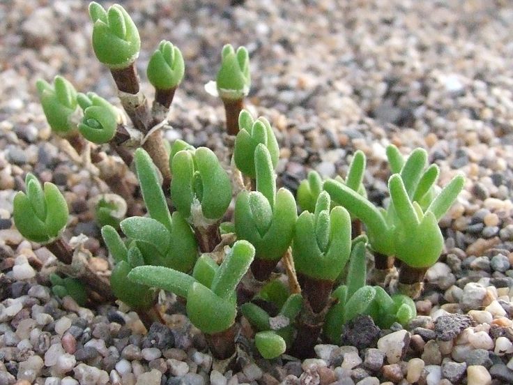 Dicrocaulon Ramulosum Flower seeds for Planting Cut Flower Favorite Heirloom & GMO Free Seeds for Home Garden