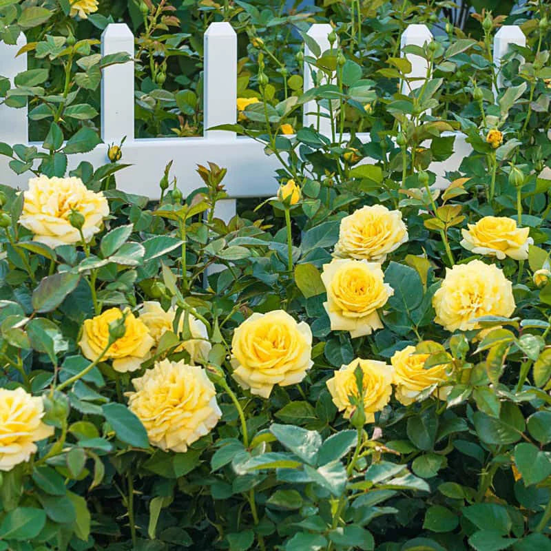 Yellow Sunblaze Miniature Rose for Planting NonGMO Heirloom Garden Seeds Long Bloom Season 
 
 Sale