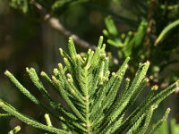 Araucaria Flower seeds for Planting Shade Tolerant Heirloom & GMO Free Seeds for Home Garden