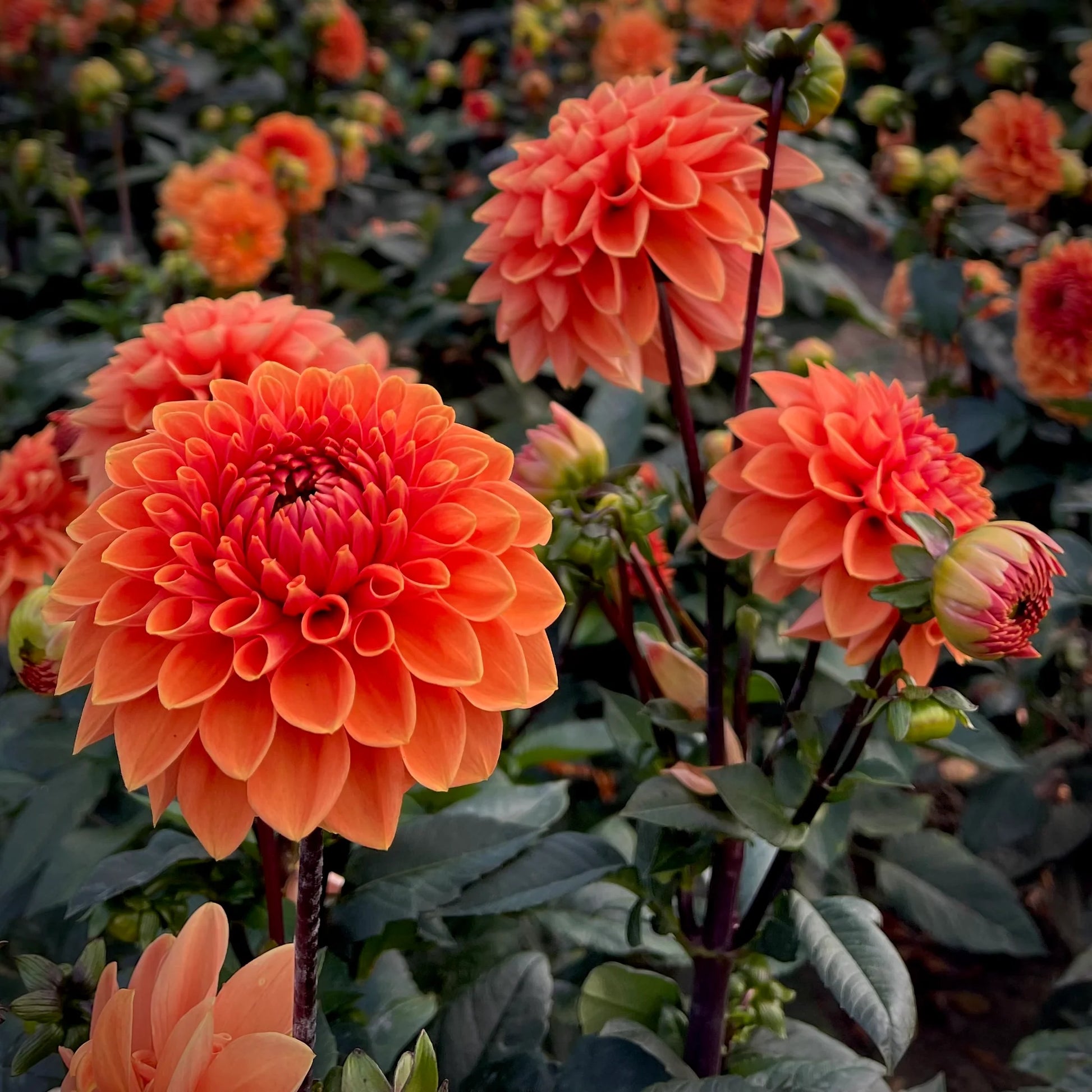 Dahlia Flower seeds for Planting - Seasonal Bloomer, Heirloom & GMO Free Seeds for Home Garden