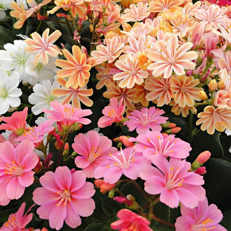 Mixed Lewisia Flower seeds for Planting - Compact Growth, Heirloom & GMO Free Seeds for Home Garden