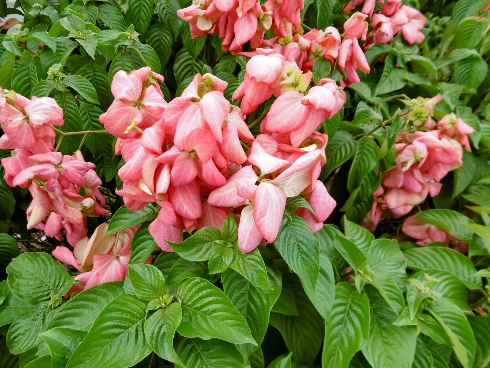 Philippica Flower seeds for Planting Cottage Garden Essential Heirloom & GMO Free Seeds for Home Garden