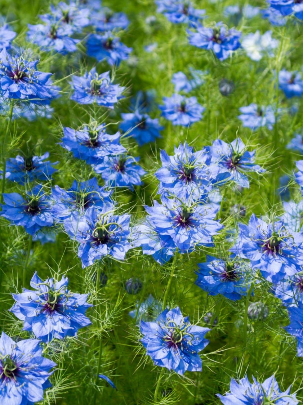 Love in A Mist Flower seeds for Planting Fragrant Blossoms Heirloom & GMO Free Seeds for Home Garden