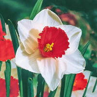 Red Daffodils Flower seeds for Planting Low Maintenance Heirloom & GMO Free Seeds for Home Garden 
 
 Sale