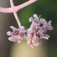 Pink Kalanchoe Beharensis Flower seeds for Planting Vibrant Colors Heirloom & GMO Free Seeds for Home Garden 
 
 Sale