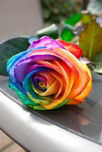 MultiColour Rose Flower Seeds for Planting Hardy Variety Heirloom & GMO Free Seeds for Home Garden
 
 Sale