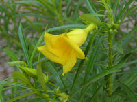 Thevetia Flower seeds for Planting Perfect for Borders Heirloom & GMO Free Seeds for Home Garden