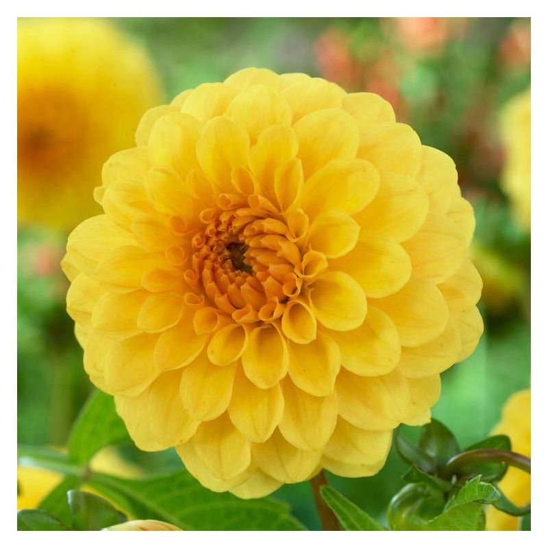 Yellow Pompon Dahlia Flower Seeds for Planting – Heirloom, Non-GMO, Garden Favorite Seeds