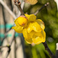 Yellow Chimonanthus Flower seeds for Planting - Perfect for Borders, Heirloom & GMO Free Seeds for Home Garden