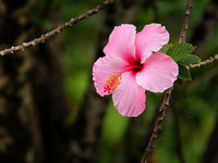 Hibiscus RosaSinensis Flower seeds for Planting Pollinator Friendly Heirloom & GMO Free Seeds for Home Garden 
 
 Sale