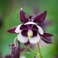 Purple White William Guiness Flower seeds for Planting - Compact Growth, Heirloom & GMO Free Seeds for Home Garden