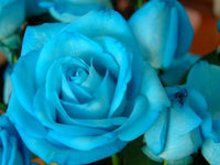 Sky Blue Unique Rose Flower Seeds for Planting Easy to Grow Heirloom & GMO Free Seeds for Home Garden
 
 Sale