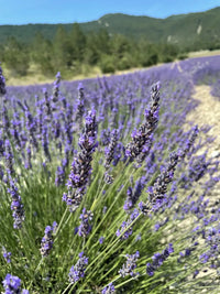 Provence Lavender Planting Seeds - Grow Elegant Perennial Flowers