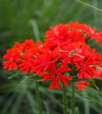 Maltese Cross Flower seeds for Planting, Perfect for Borders Heirloom & GMO Free Seeds for Home Garden