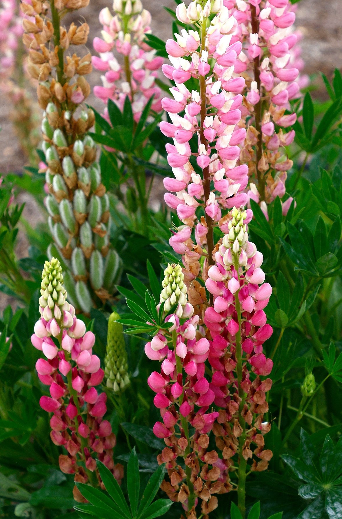 Lupine Flower seeds for Planting, Bright Blooms Heirloom & GMO Free Seeds for Home Garden