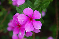 Purple Vinca Flower seeds for Planting - Compact Growth, Heirloom & GMO Free Seeds for Home Garden