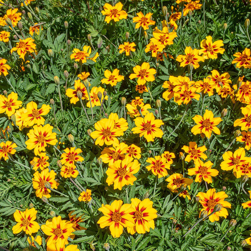 Marigold Marietta Flower seeds for Planting Vibrant Colors Heirloom & GMO Free Seeds for Home Garden 
 
 Sale