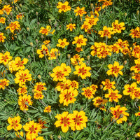Marigold Marietta Flower seeds for Planting Vibrant Colors Heirloom & GMO Free Seeds for Home Garden 
 
 Sale