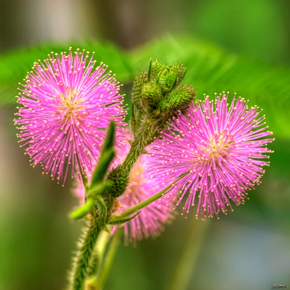 Mimosa Pudica Flower seeds for Planting - Fragrant Blossoms, Heirloom & GMO Free Seeds for Home Garden