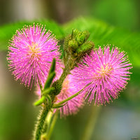 Mimosa Pudica Flower seeds for Planting - Fragrant Blossoms, Heirloom & GMO Free Seeds for Home Garden
