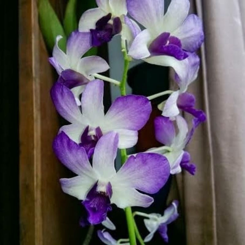 Sky Blue Dendrobium Flower seeds for Planting Long Bloom Season Heirloom & GMO Free Seeds for Home Garden 
 
 Sale