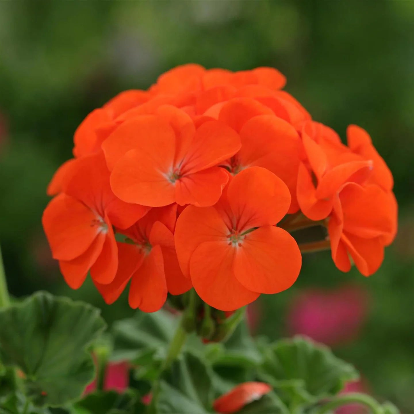Climbing Geranium Flower Seeds - Vibrant Orange for Planting | Enhance Your Garden with Beautiful Seeds