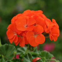 Climbing Geranium Flower Seeds - Vibrant Orange for Planting | Enhance Your Garden with Beautiful Seeds