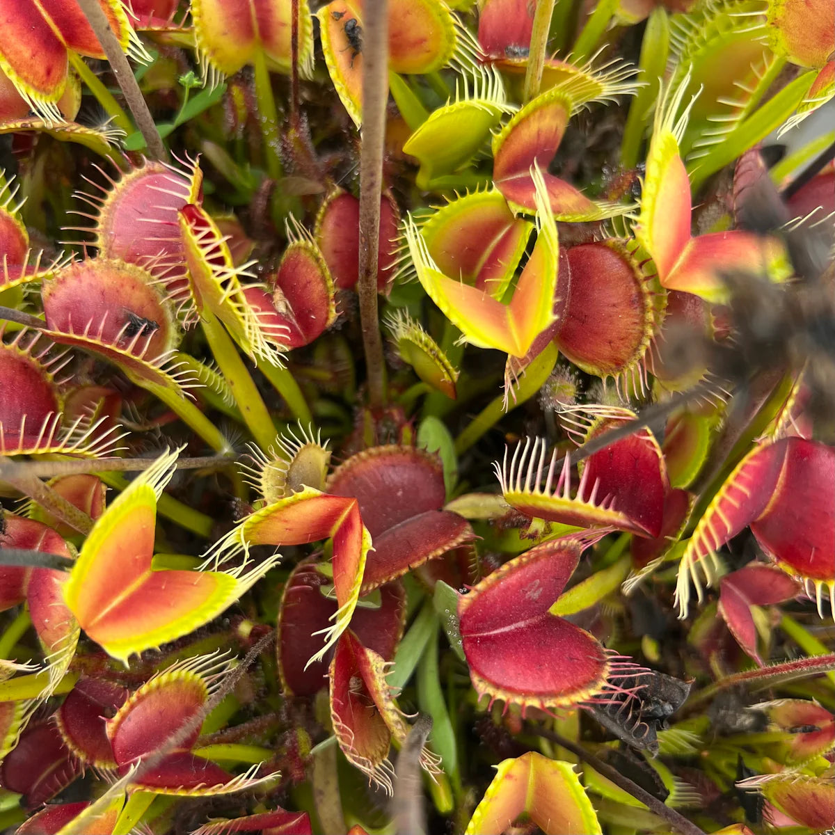 Venus Fly Trap Red Flower seeds for Planting - Pollinator Friendly, Heirloom & GMO Free Seeds for Home Garden