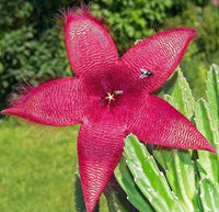 Red Stapelia Flower seeds for Planting - Compact Growth, Heirloom & GMO Free Seeds for Home Garden