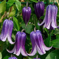 Clematis Rooguchi Flower seeds for Planting Colorful Display Heirloom & GMO Free Seeds for Home Garden