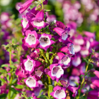 Purple Beardtongue Flower seeds for Planting Seasonal Bloomer Heirloom & GMO Free Seeds for Home Garden 
 
 Sale
