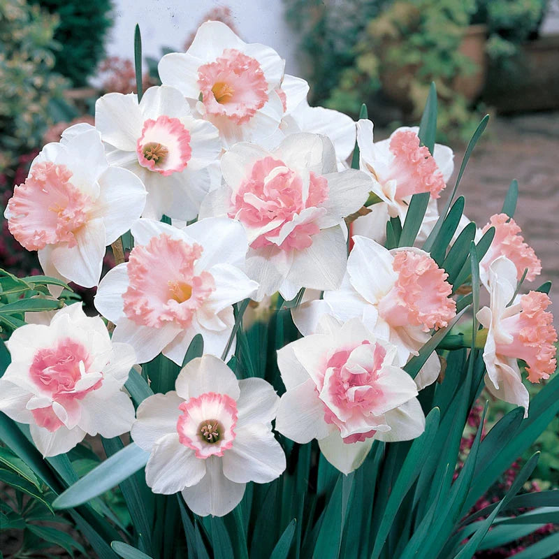 Pink Double Petals Narcissus Daffodil Seeds for Planting Garden Favorite Heirloom & GMO Free Seeds for Home Garden
 
 Sale