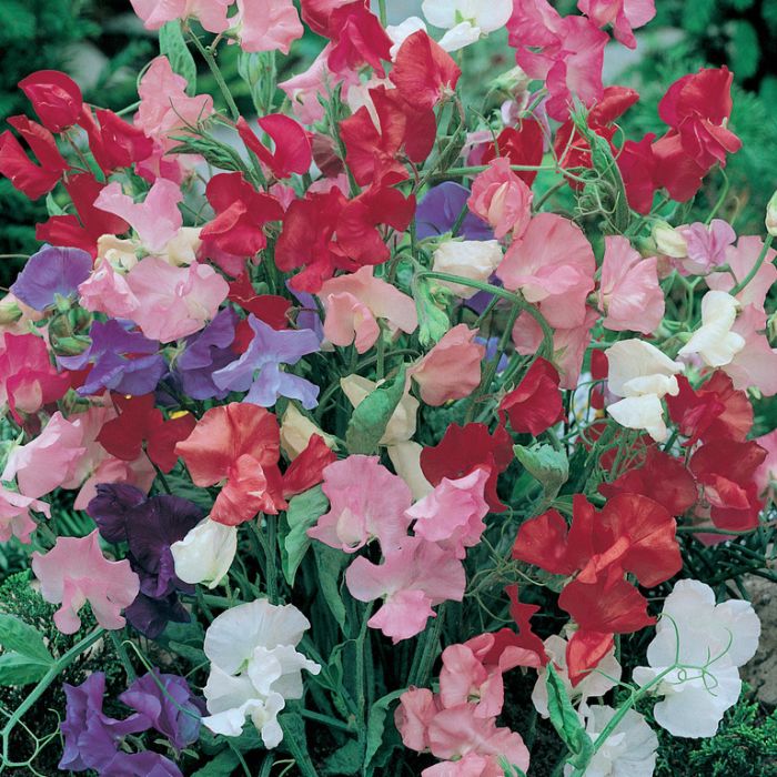Bijou Flower seeds for Planting - Garden Favorite, Heirloom & GMO Free Seeds for Home Garden