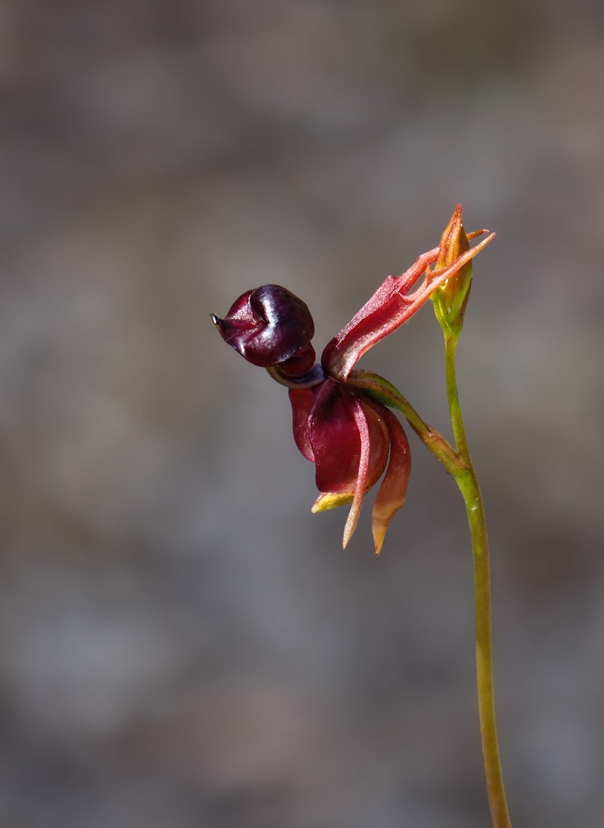 Flying Duck Orchid Seeds Flower seeds for Planting Easy to Grow Heirloom & GMO Free Seeds for Home Garden