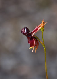 Flying Duck Orchid Seeds Flower seeds for Planting Easy to Grow Heirloom & GMO Free Seeds for Home Garden